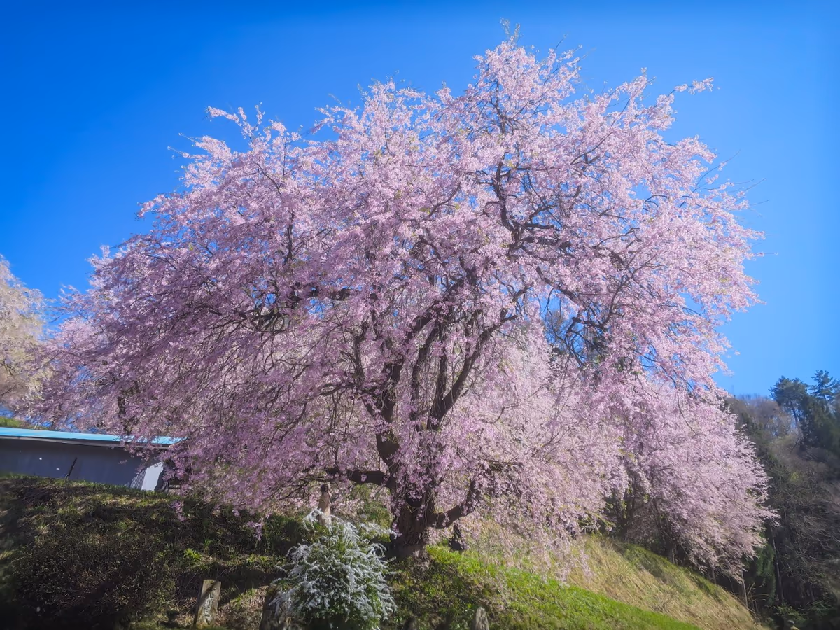 投稿写真：番所の桜