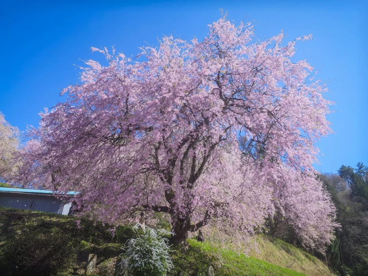 投稿写真：番所の桜