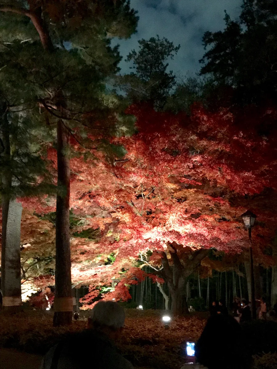 投稿写真：『おやすみ、そして、ありがとう』