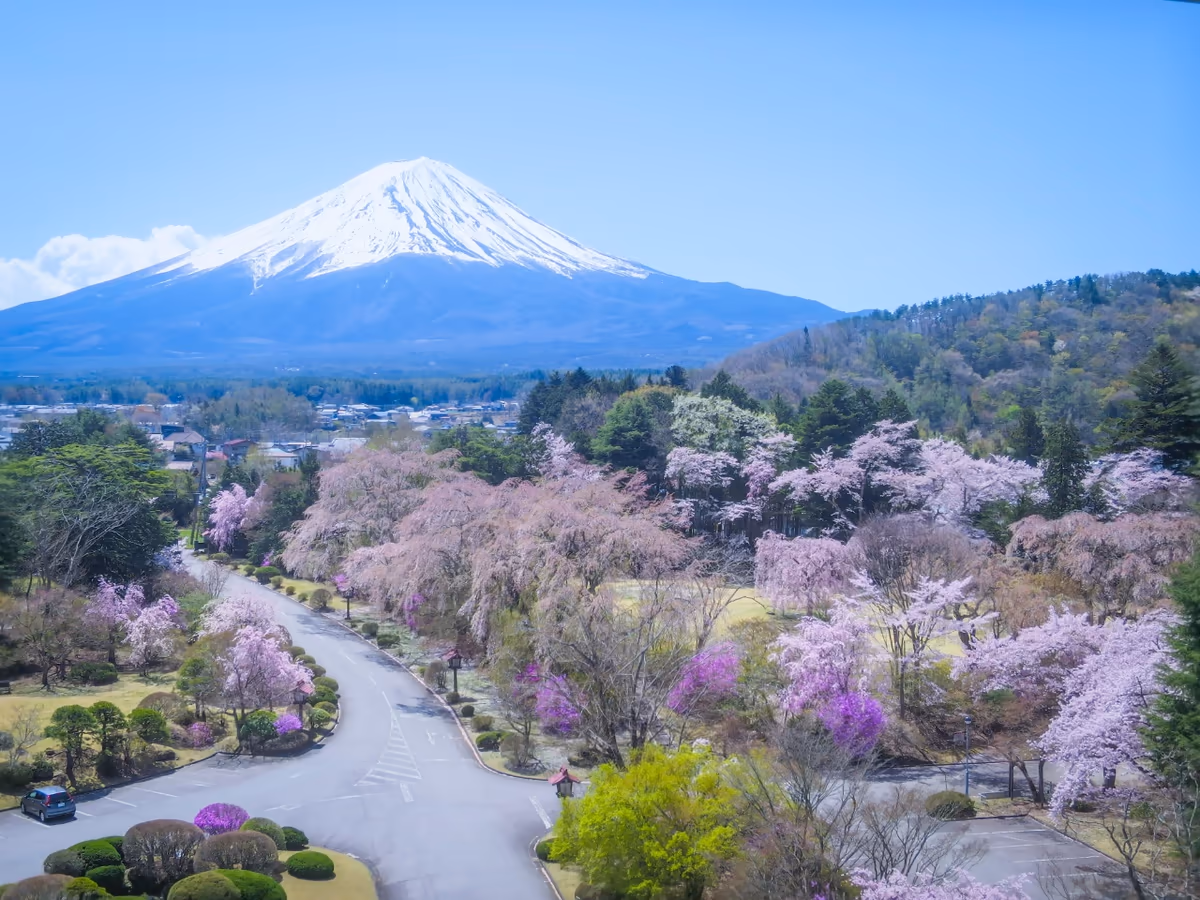 投稿写真：桜と富士山