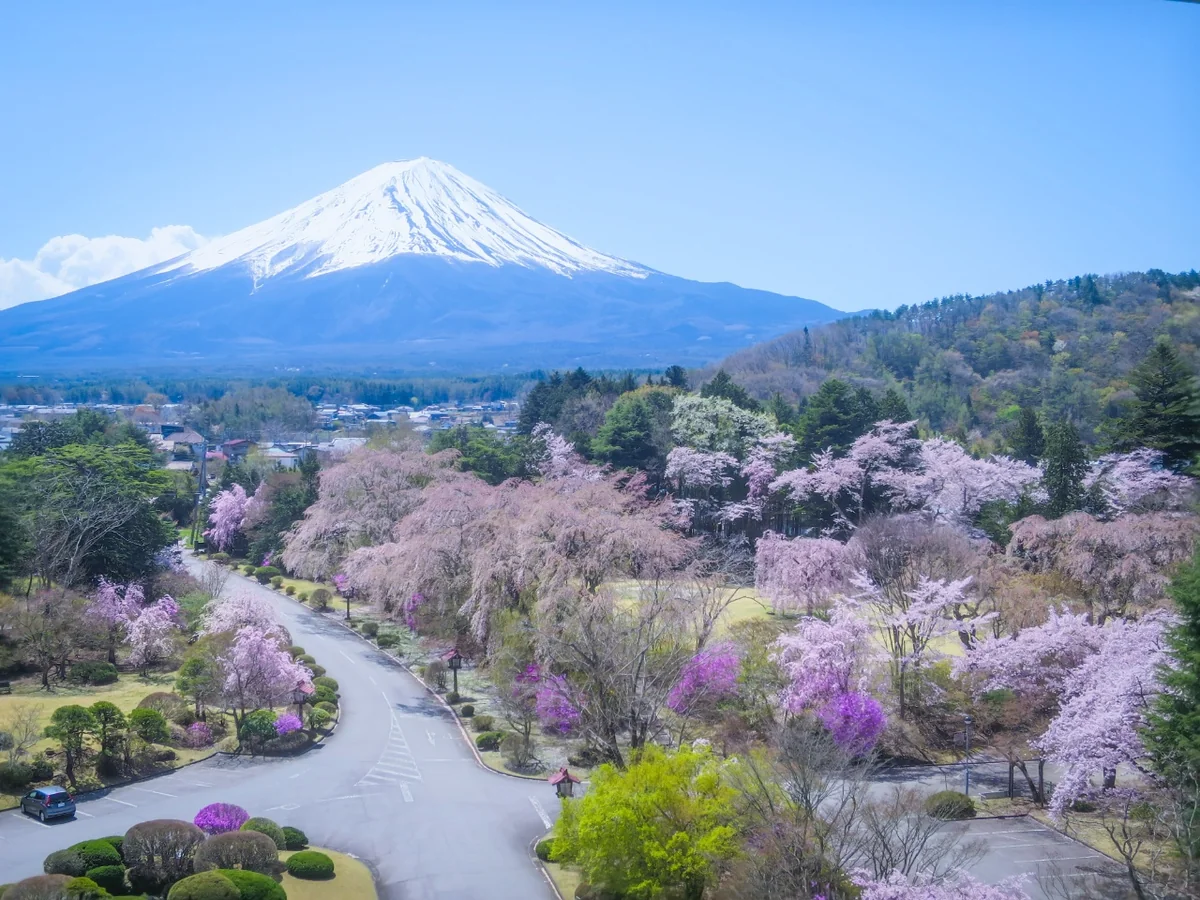 投稿写真：桜と富士山