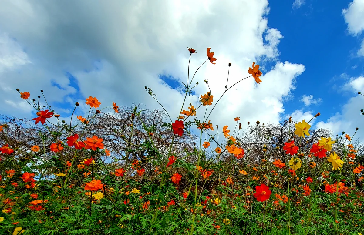 投稿写真：vitamin　color