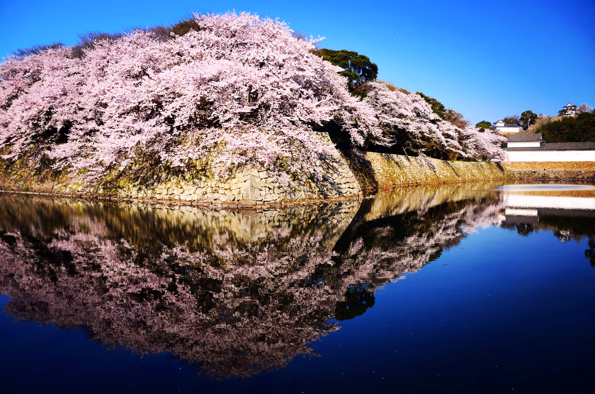 投稿写真：彦根城　お濠の桜