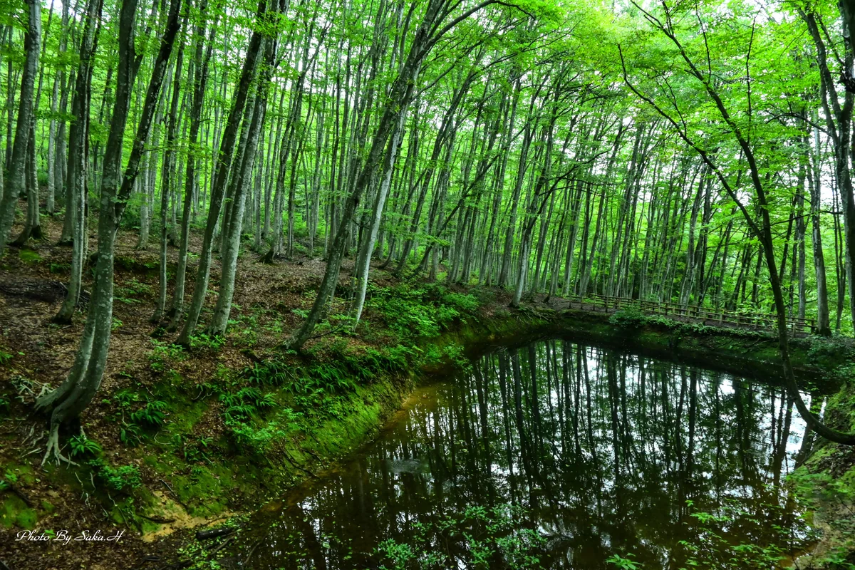 投稿写真：美人林