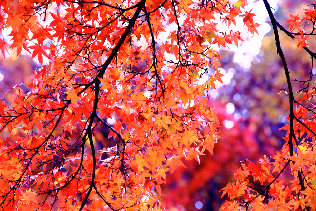 投稿写真：東福寺の紅葉