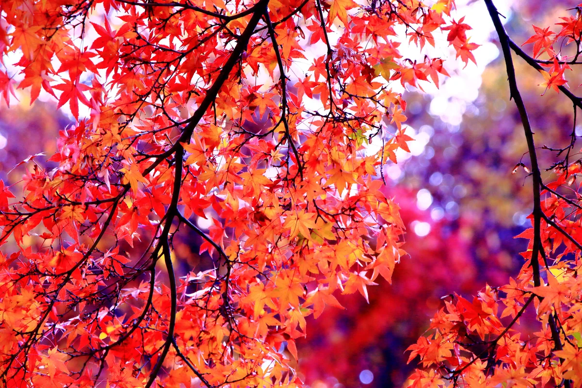投稿写真：東福寺の紅葉