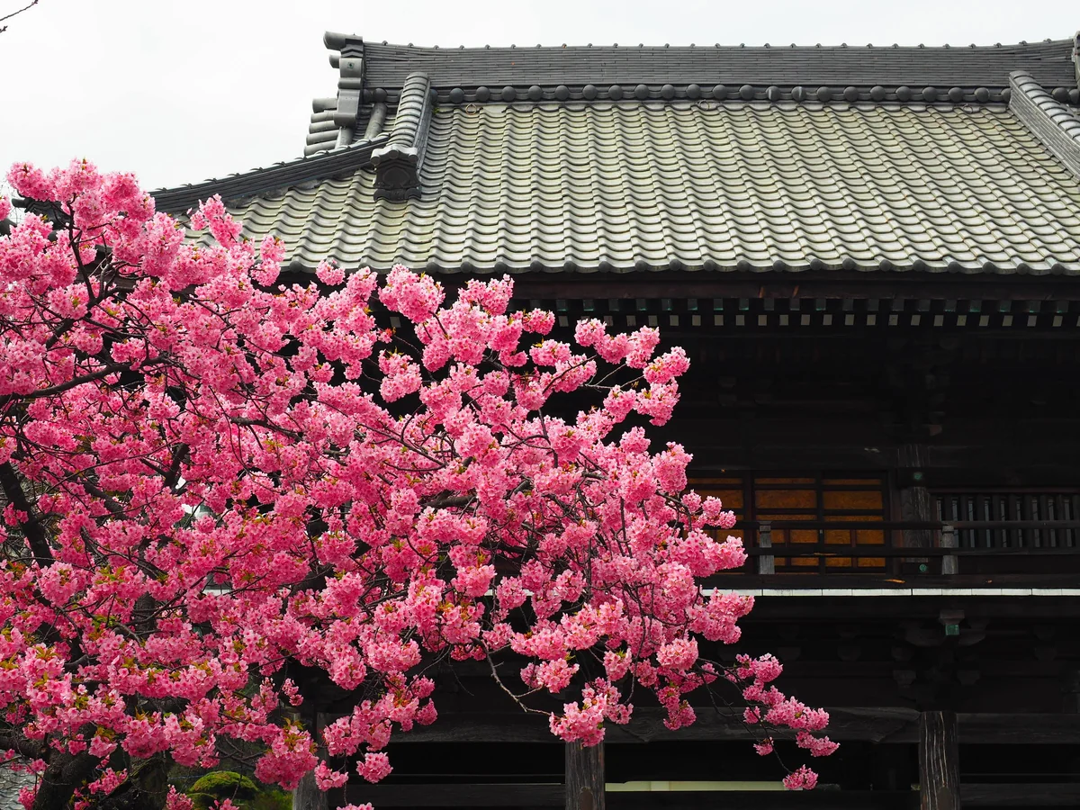 投稿写真：河津さくら