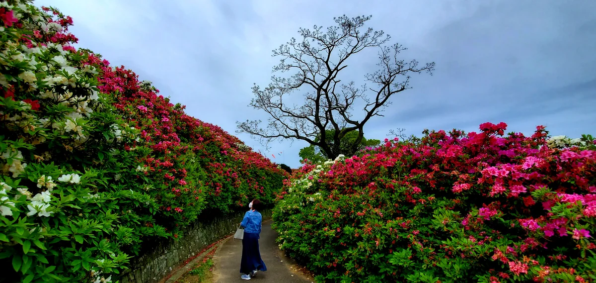 投稿写真：長串山のつつじの壁