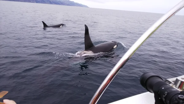 投稿：鯱の家族