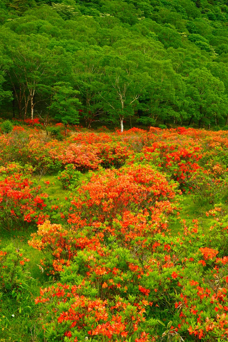 投稿写真：赤城山　レンゲツツジ