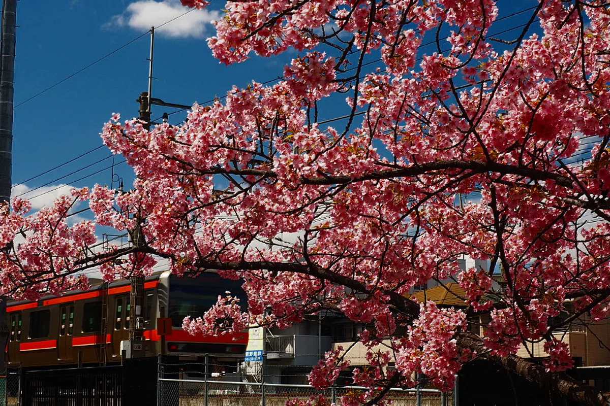 投稿写真：武蔵野線　桜沿線