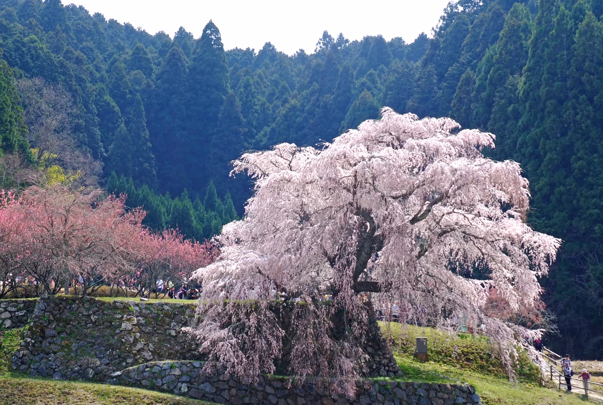 投稿写真：400年の春を舞う