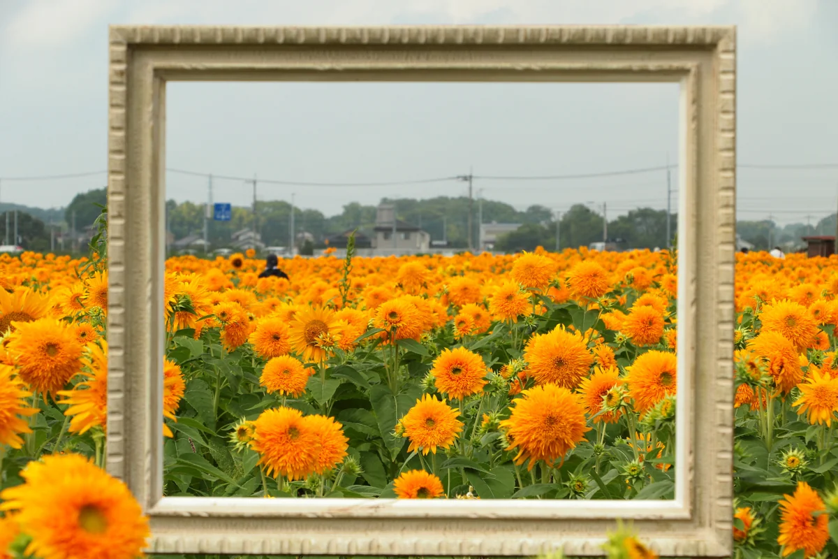 投稿写真：八重の向日葵