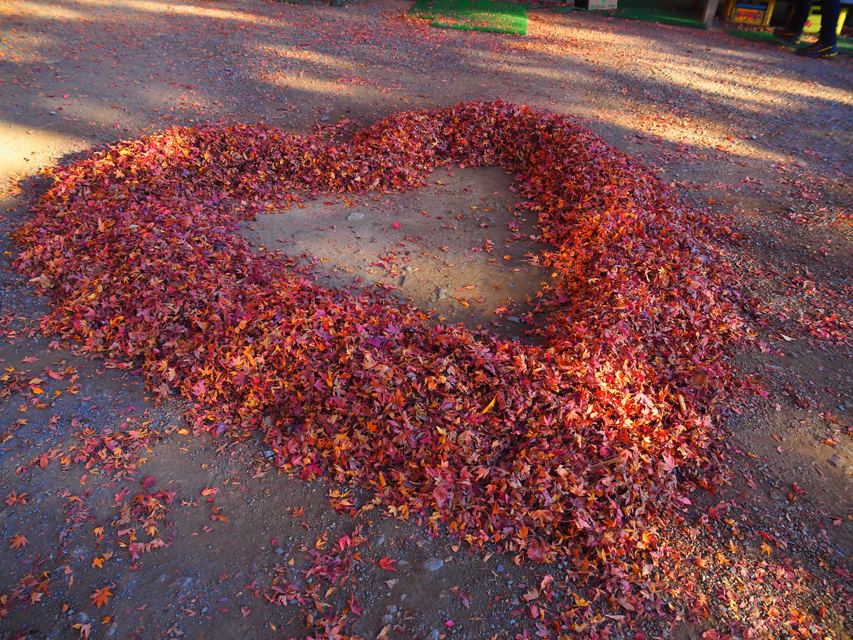 投稿写真：大山の紅葉ハート