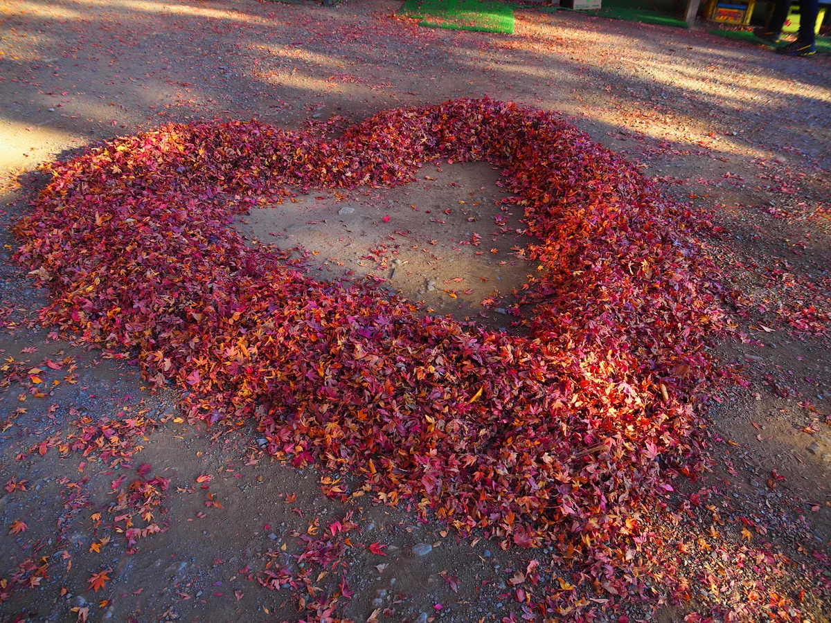 投稿写真：大山の紅葉ハート