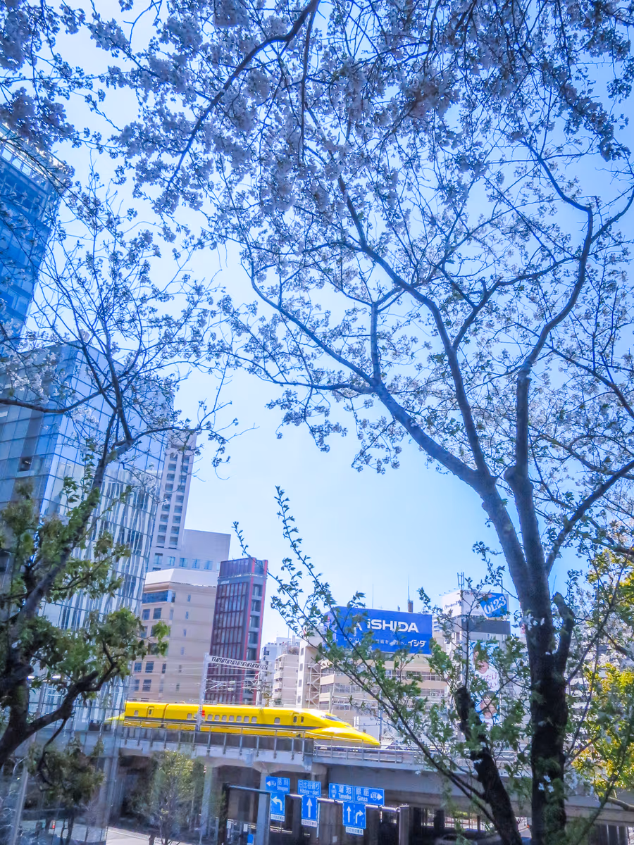 投稿写真：満開の桜とドクターイエロー①