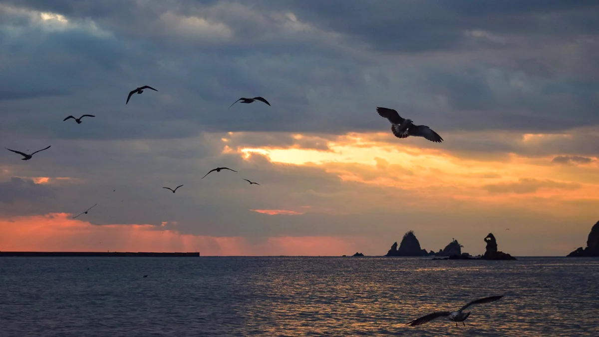投稿写真：トンビと夕陽