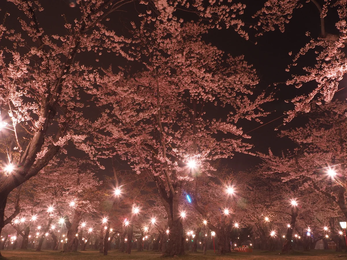 投稿写真：夜桜