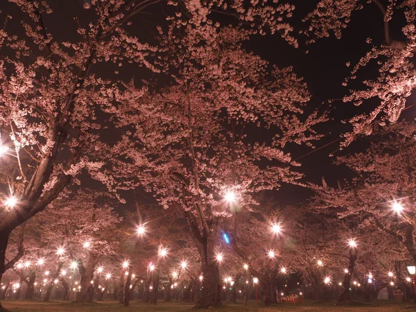 投稿：夜桜