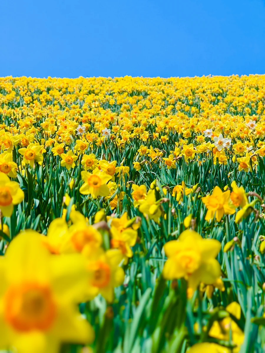 投稿写真：山の斜面を染める一面黄色の世界