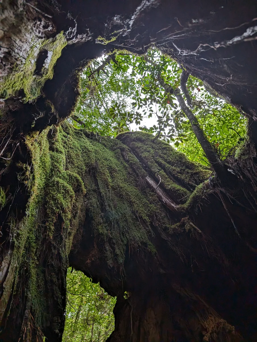 投稿写真：屋久杉