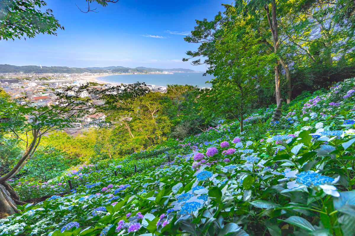 投稿写真：紫陽花と由比ガ浜