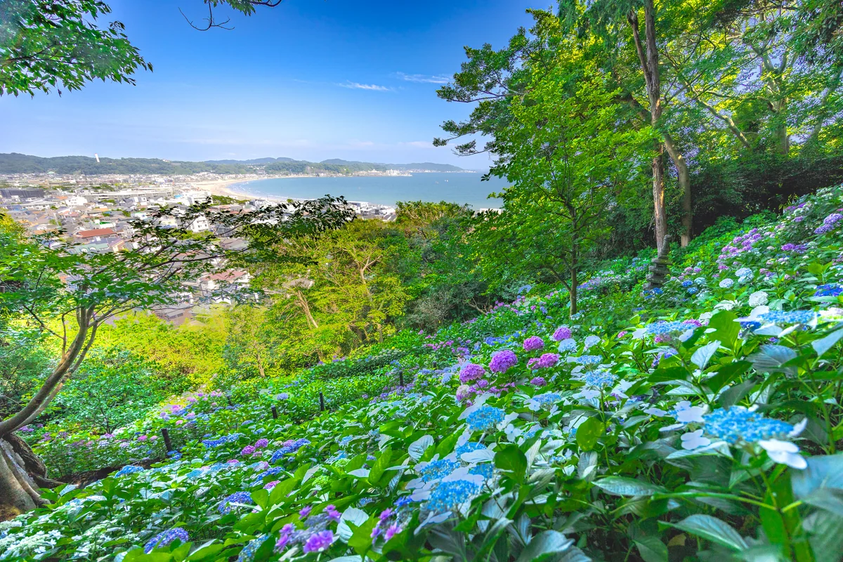 投稿写真：紫陽花と由比ガ浜