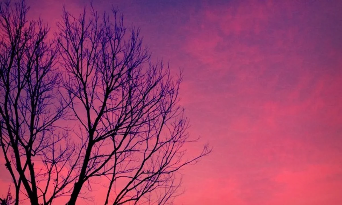 投稿写真：USJ、ヒッポグリフ付近