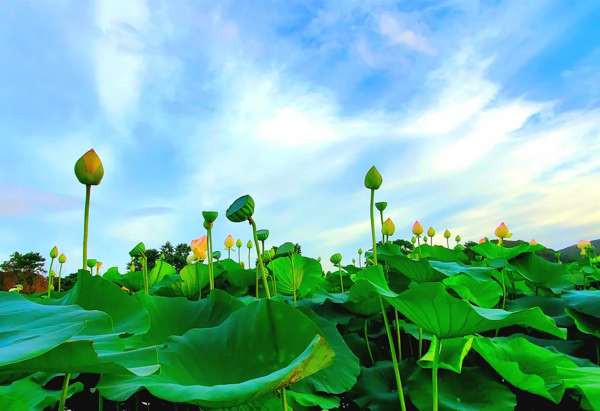 投稿写真：空に向かって