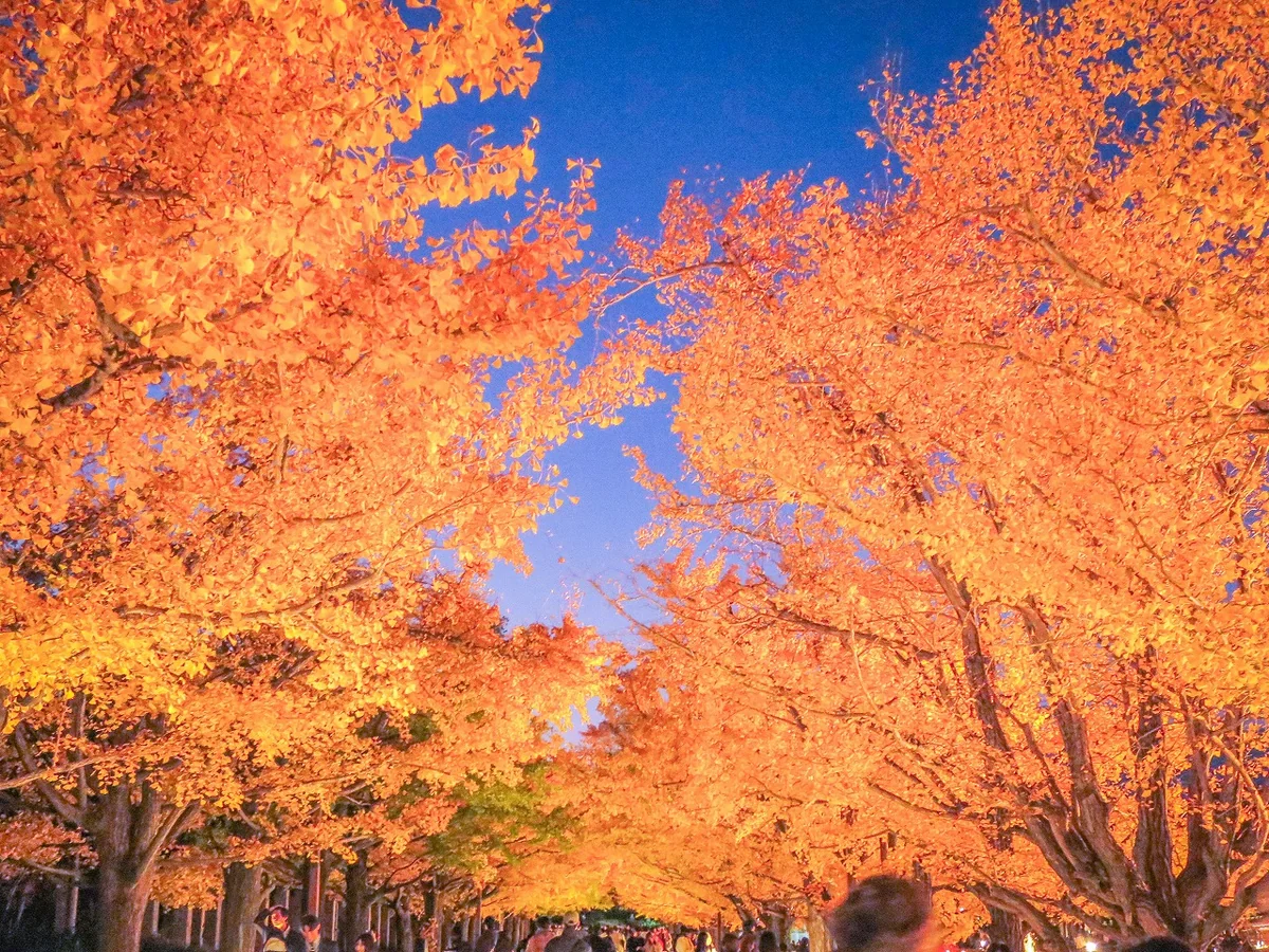 投稿写真：ライトアップされたイチョウ並木の黄葉