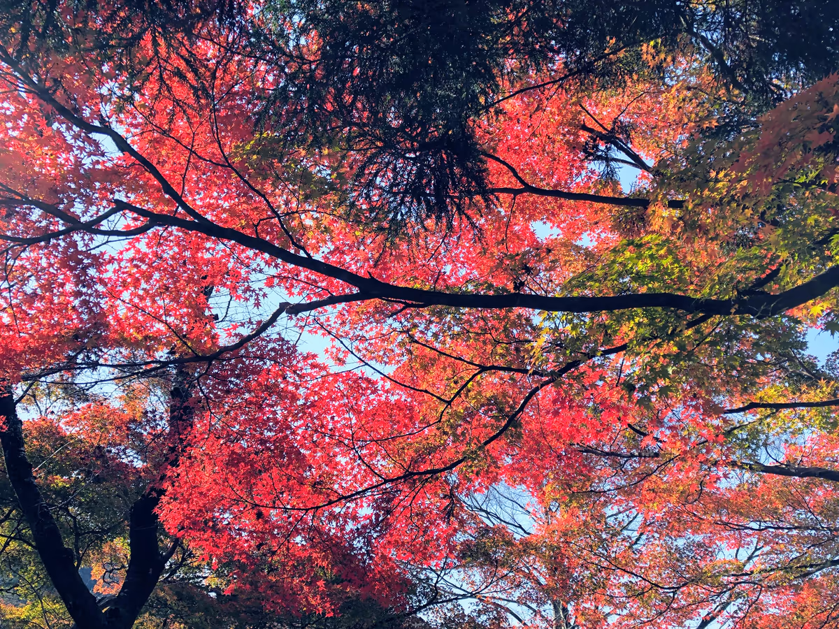 投稿写真：京都の紅葉