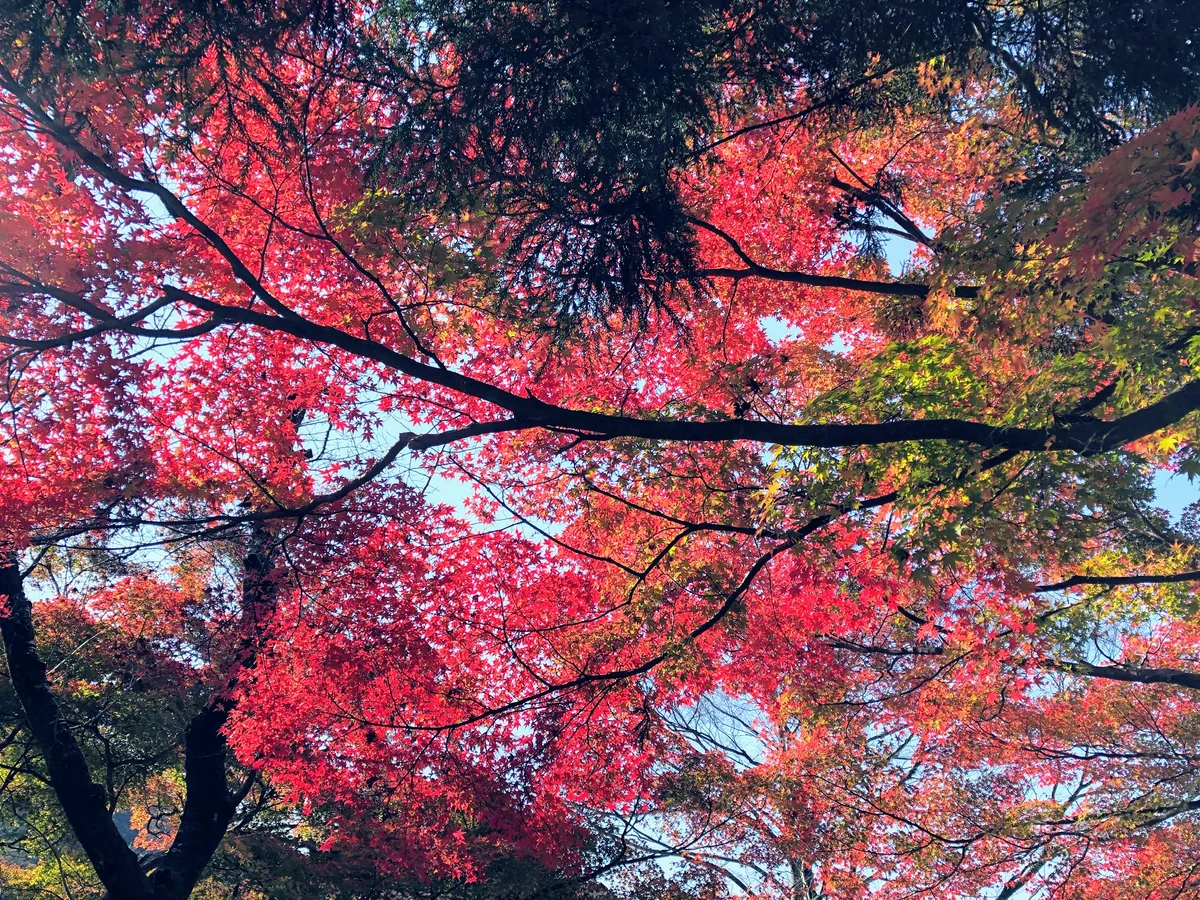 投稿写真：京都の紅葉
