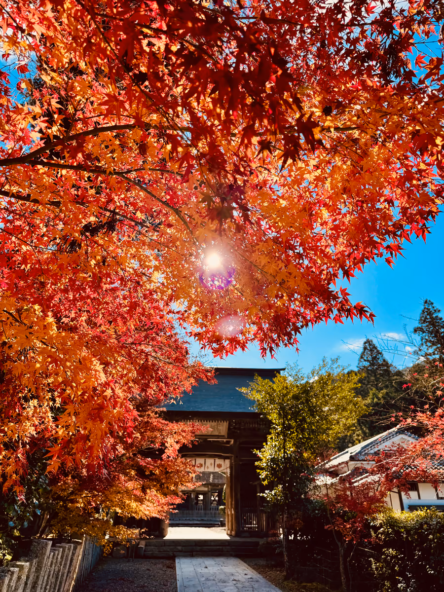 投稿写真：秋色京都🍁摩氣神社