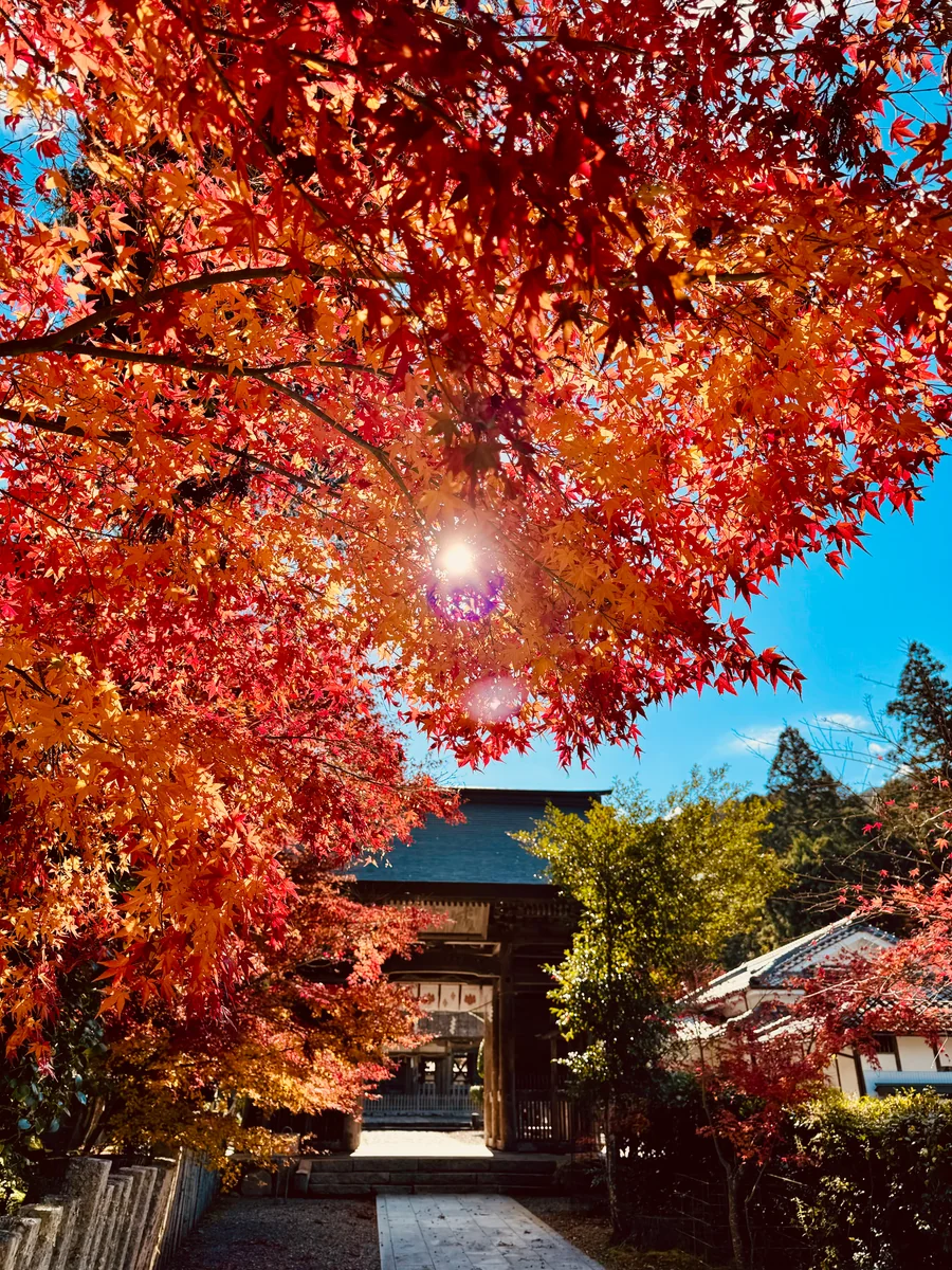 投稿写真：秋色京都🍁摩氣神社