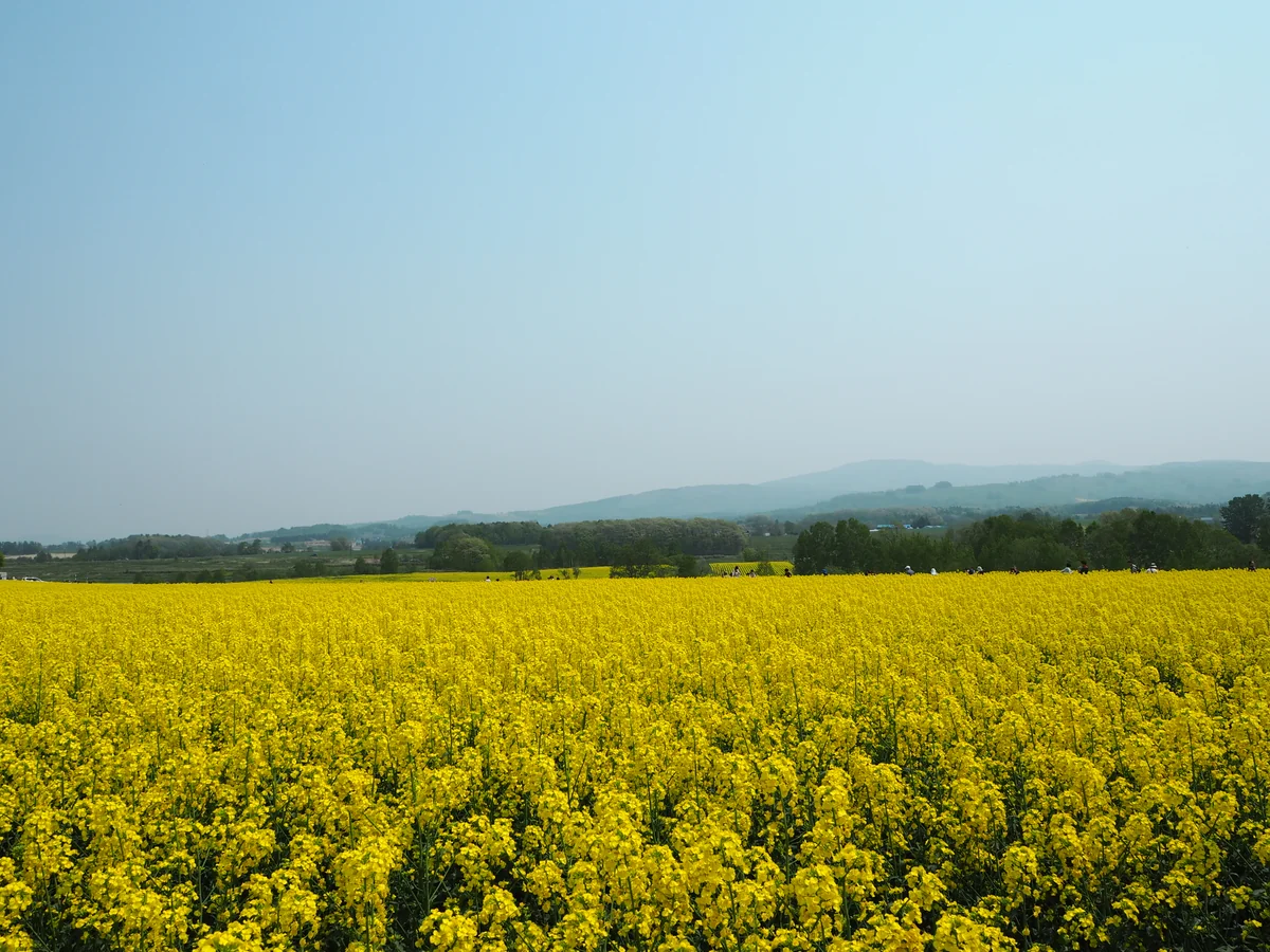 投稿写真：菜の花畑