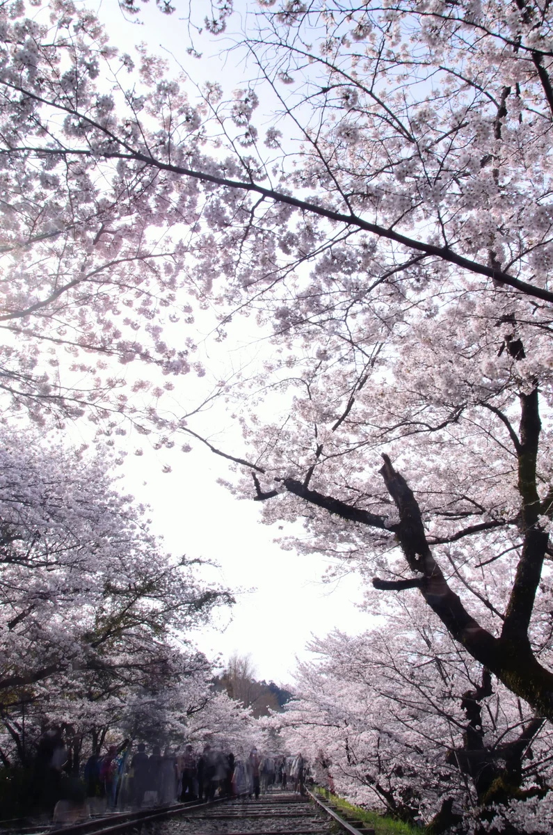 投稿写真：蹴上インクライン　桜のトンネル