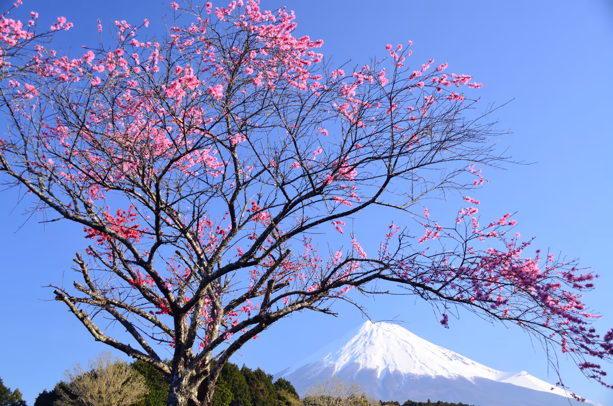 投稿写真：富岳　春の色