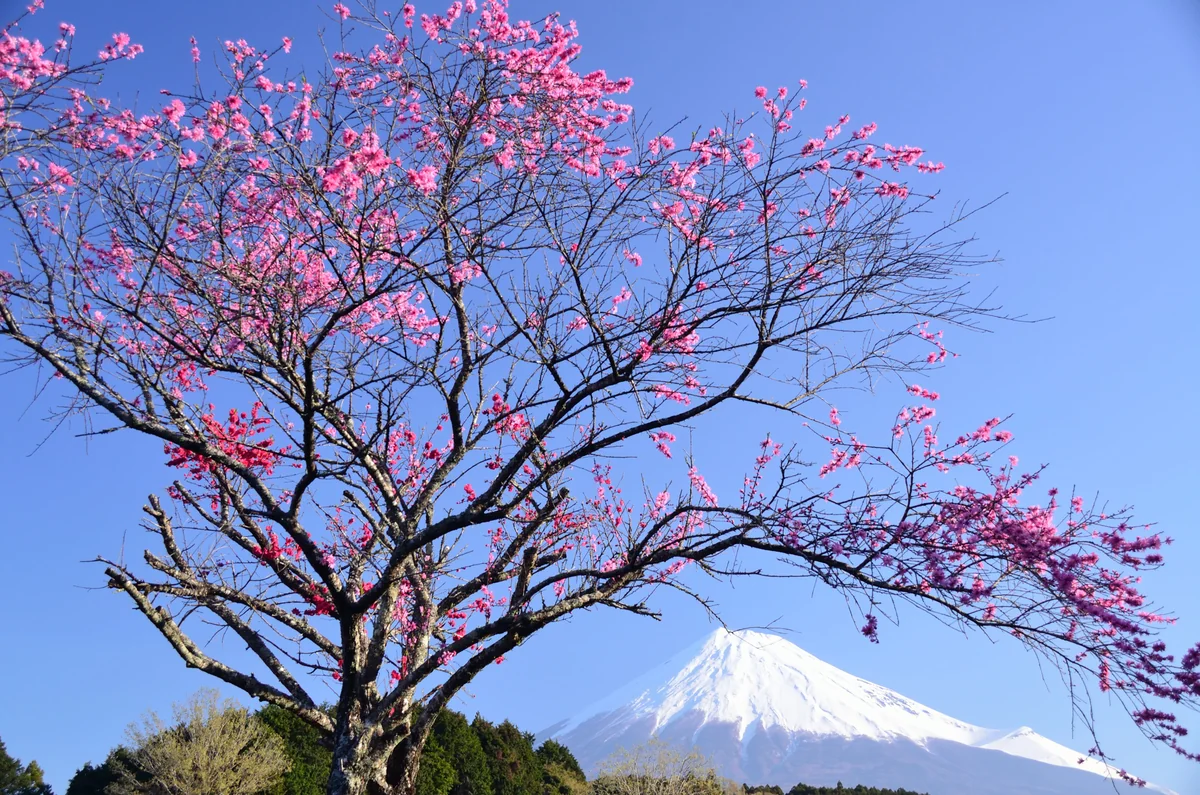 投稿写真：富岳　春の色