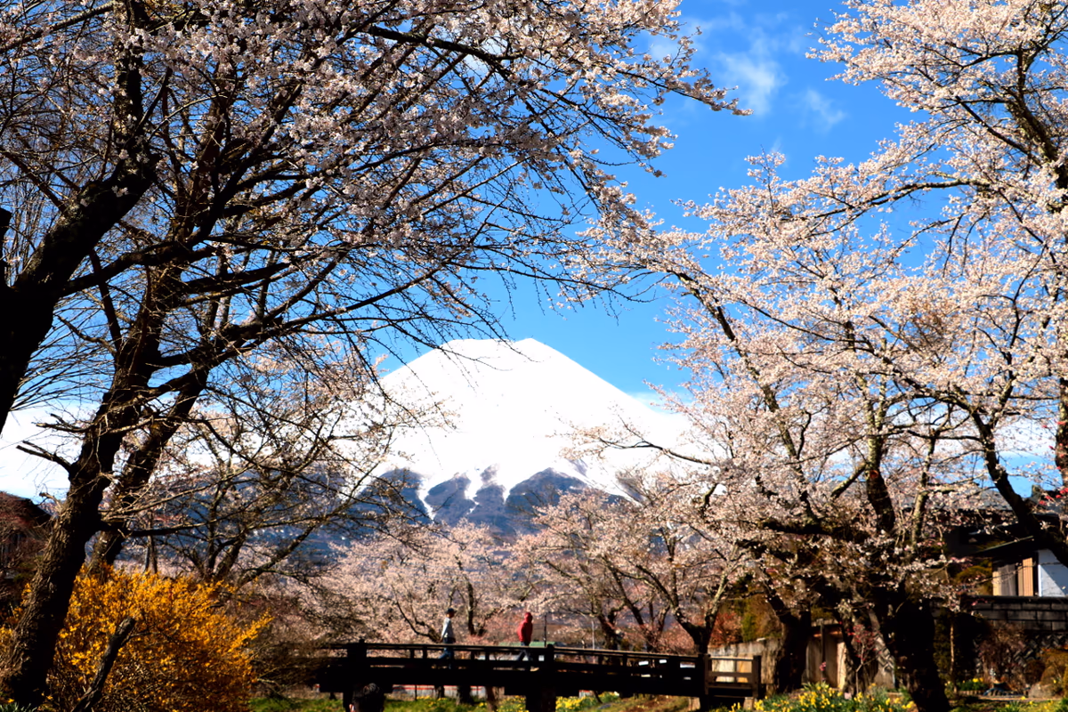 投稿写真：桜と富士