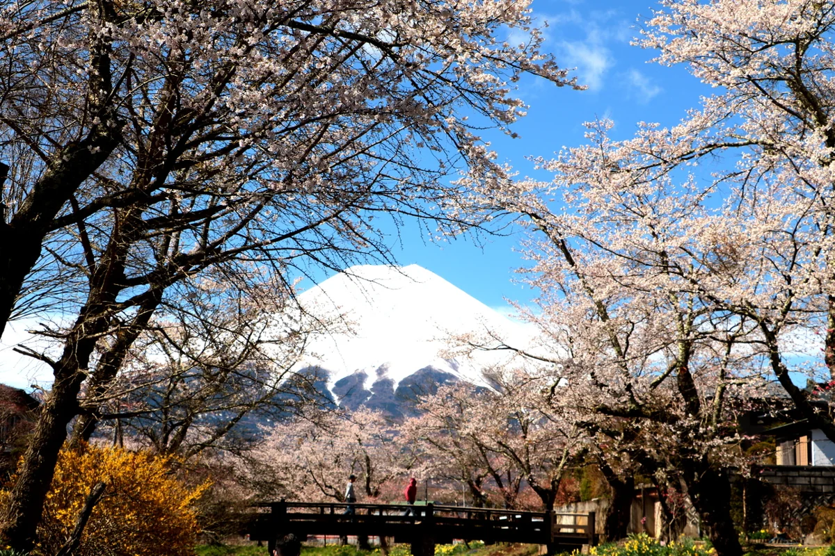 投稿写真：桜と富士