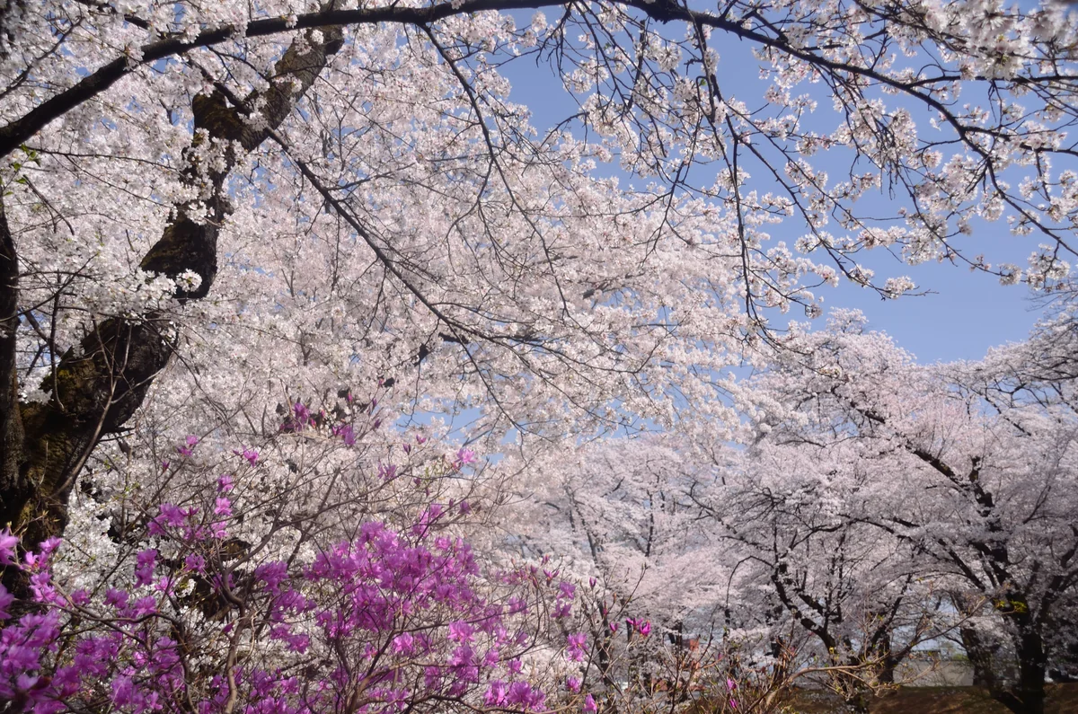 投稿写真：雉岡城桜