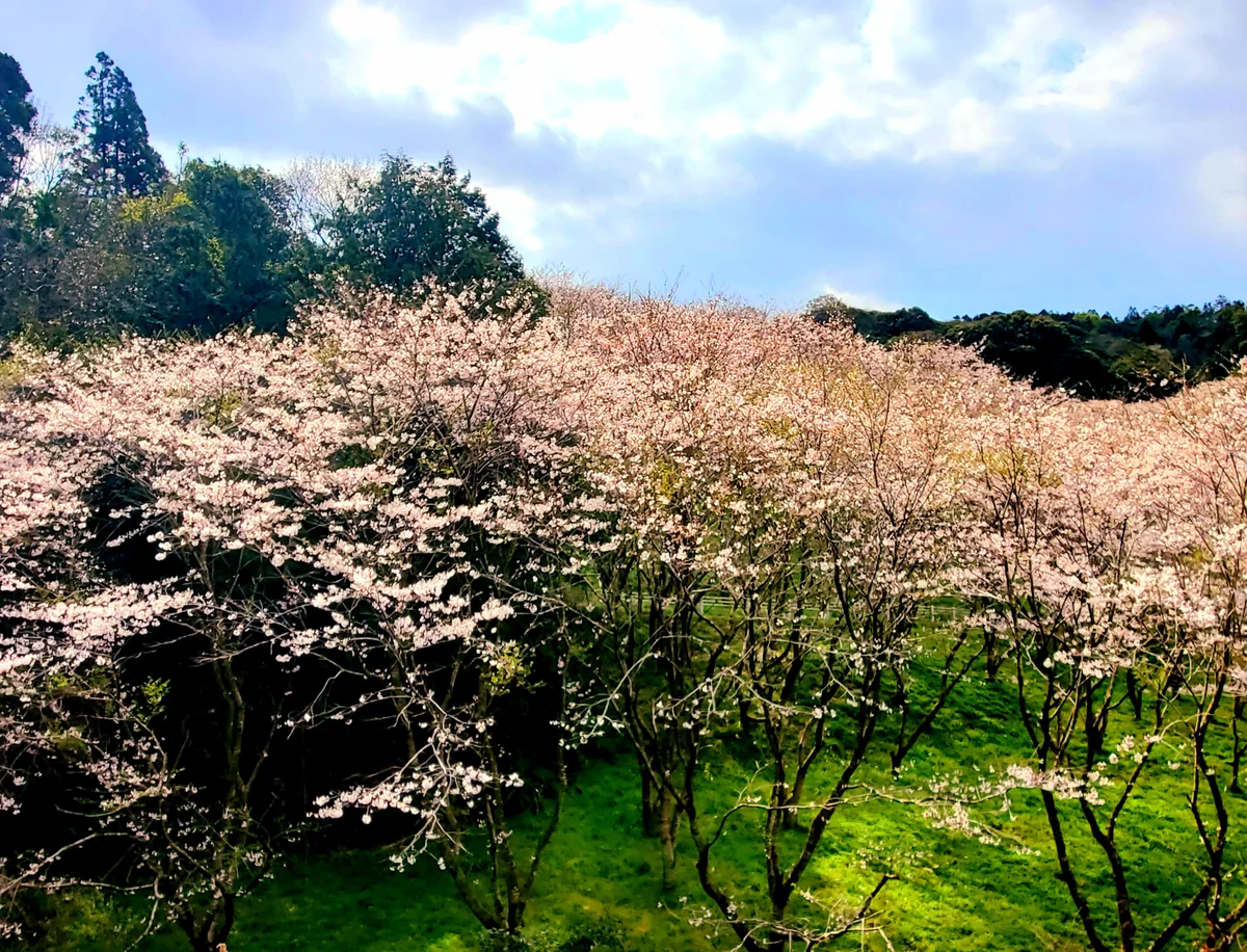 投稿写真：さくらの里