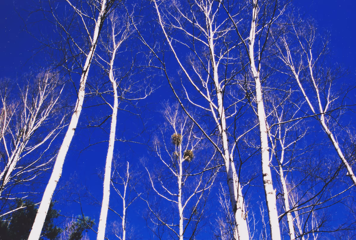 投稿写真：白樺と青空