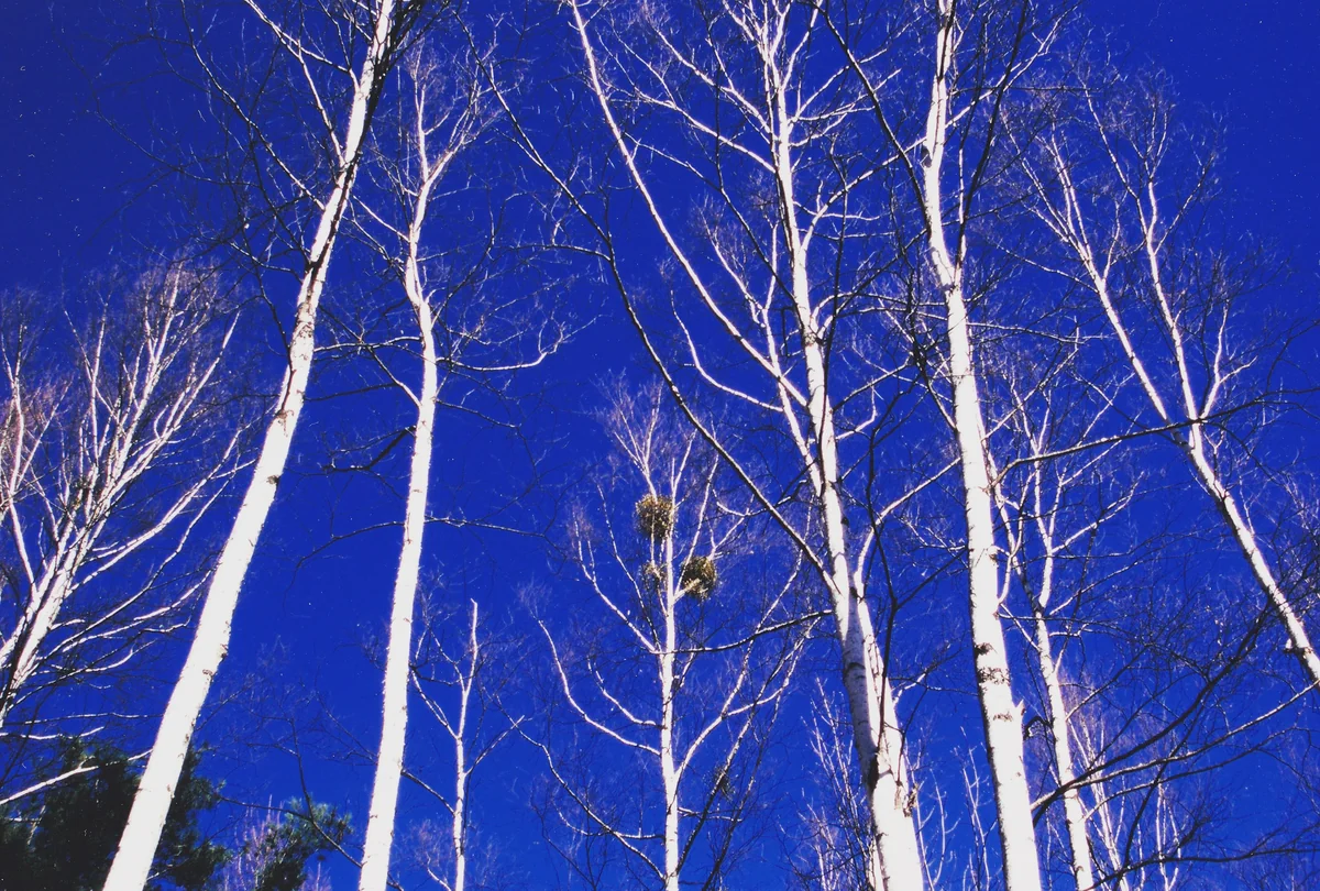 投稿写真：白樺と青空