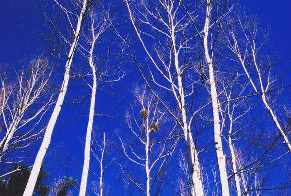 投稿：白樺と青空