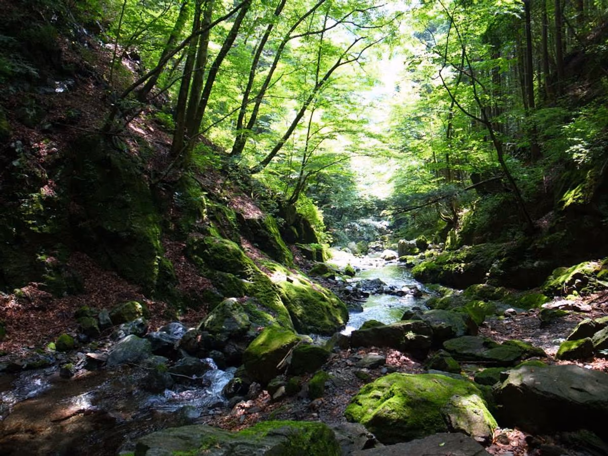 投稿写真：シシ神の森