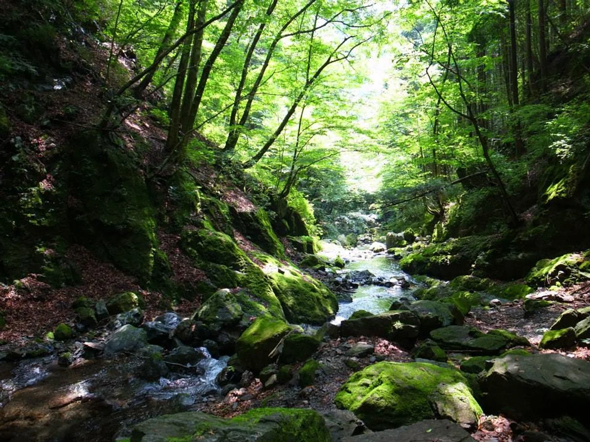 投稿写真：シシ神の森