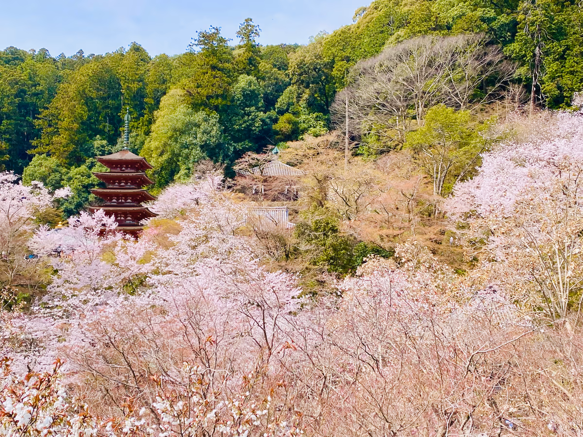 投稿写真：1000本の桜の競演🌸花の御寺 長谷寺