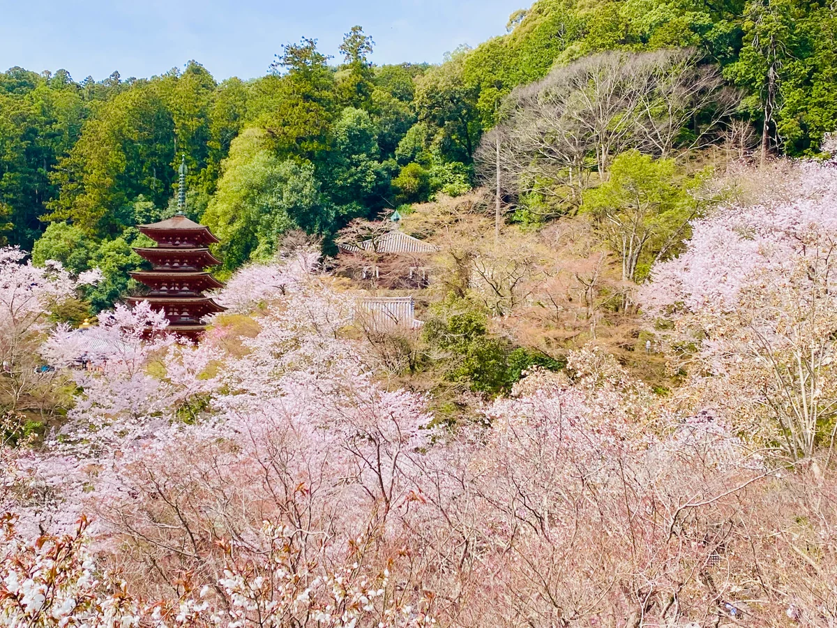 投稿写真：1000本の桜の競演🌸花の御寺 長谷寺