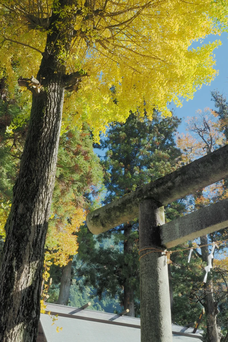 投稿写真：奥多摩　鳥居と銀杏